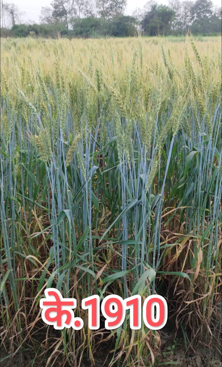 फोटो क्रेडिट - सीएसए