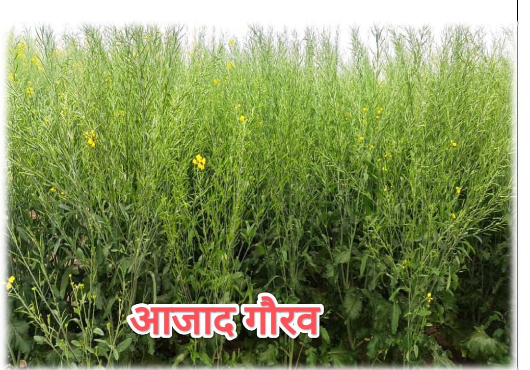 फोटो क्रेडिट - सीएसए फोटो क्रेडिट - सीएसए