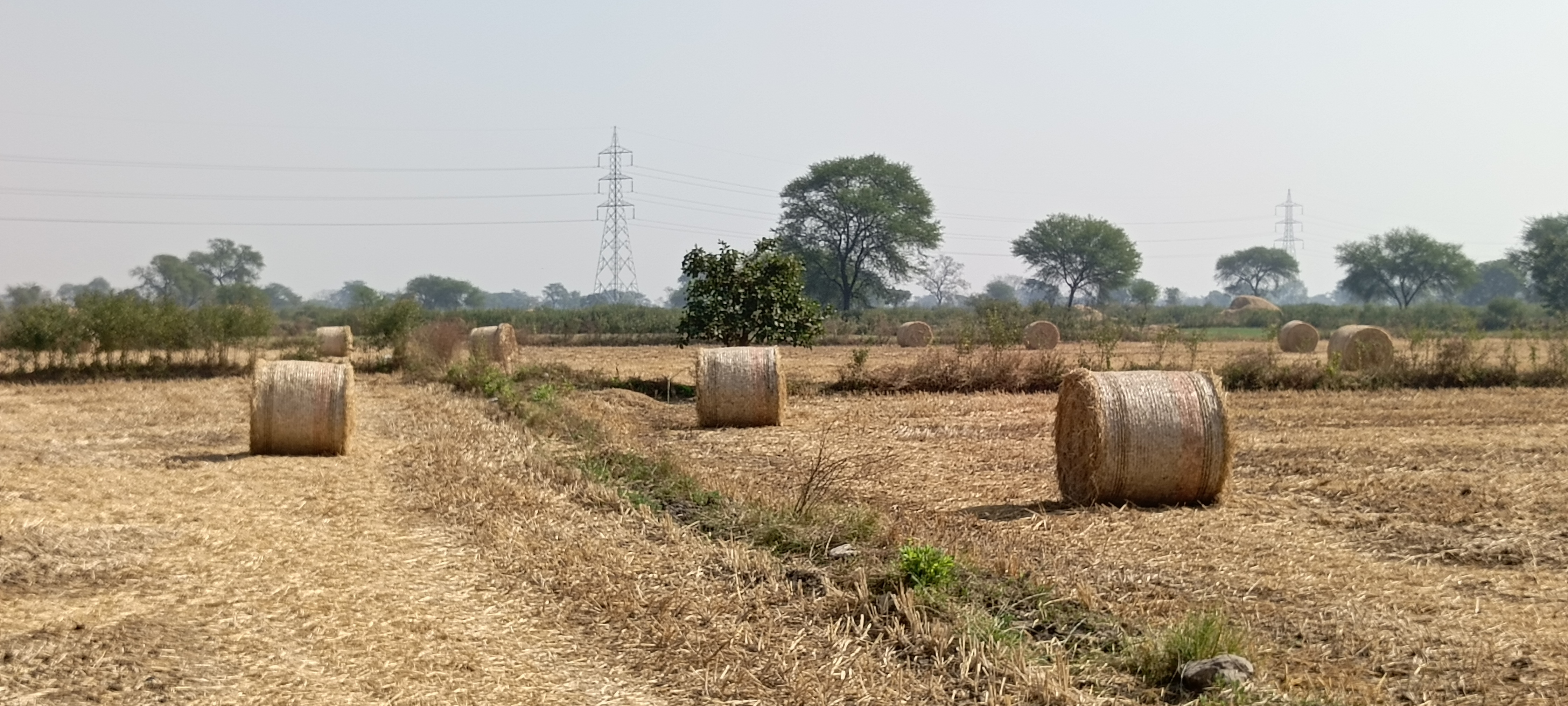 खेतों में रखे हुए पराली के बंडल। खेतों में रखे हुए पराली के बंडल।