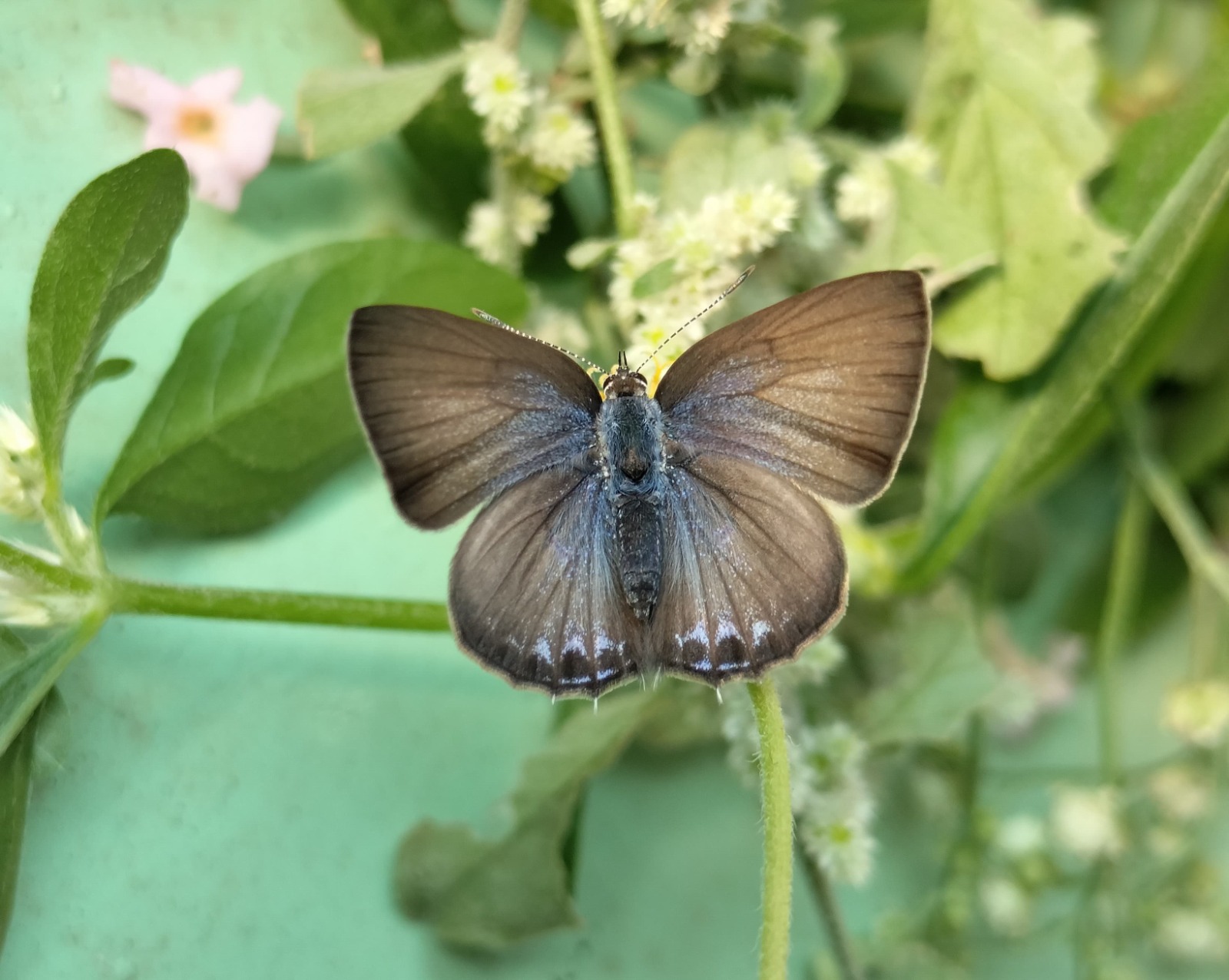 राज्य में पहली बार दर्ज हुई ‘पॉइंटेड सिलिएट ब्लू’ तितली राज्य में पहली बार दर्ज हुई ‘पॉइंटेड सिलिएट ब्लू’ तितली