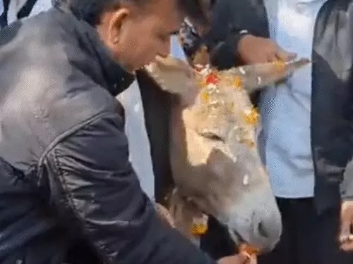 उदयपुर में खाद संकट को लेकर किसानों का अनूठा प्रदर्शन, गधों को खिलाए गुलाब जामुन