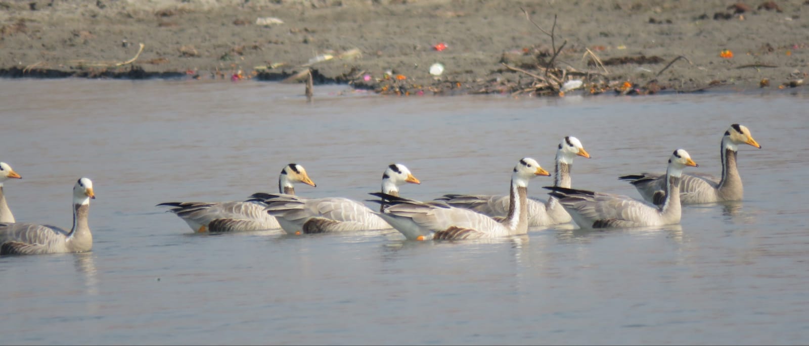 प्रवासी पक्षी प्रवासी पक्षी