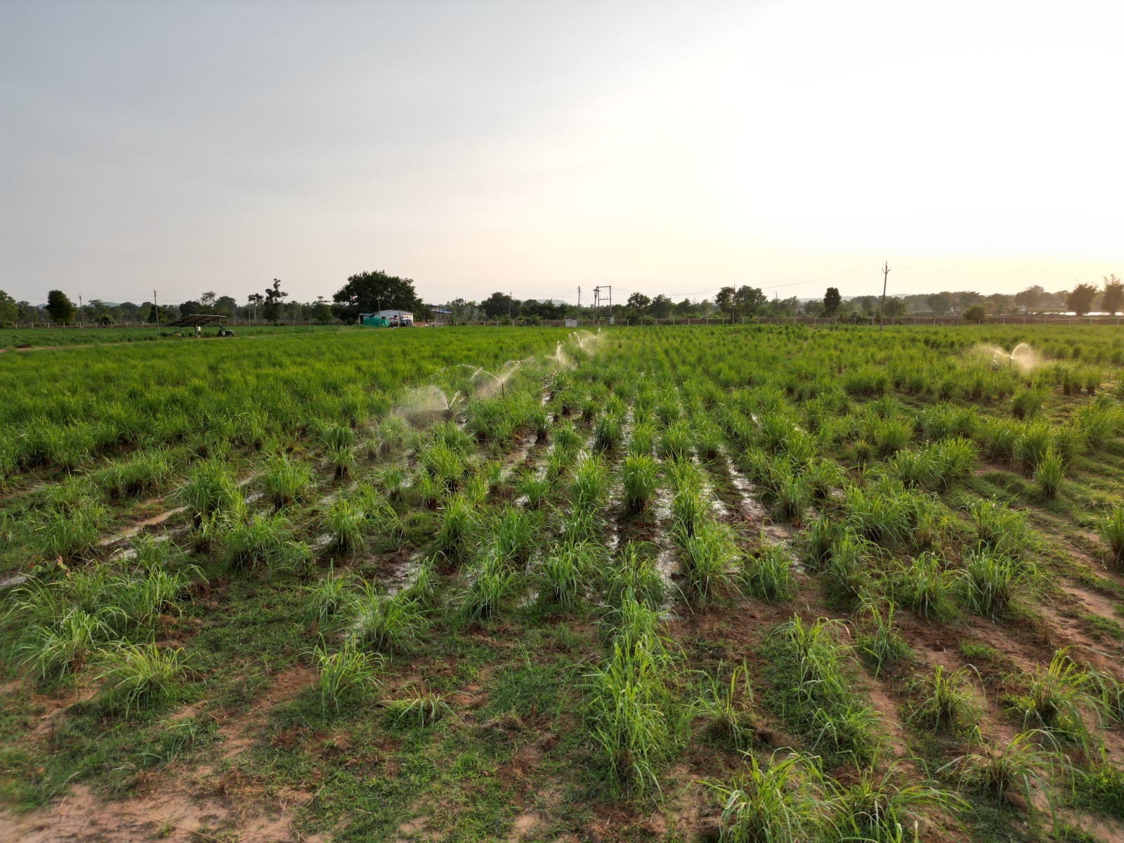 लेमनग्रास की खेती