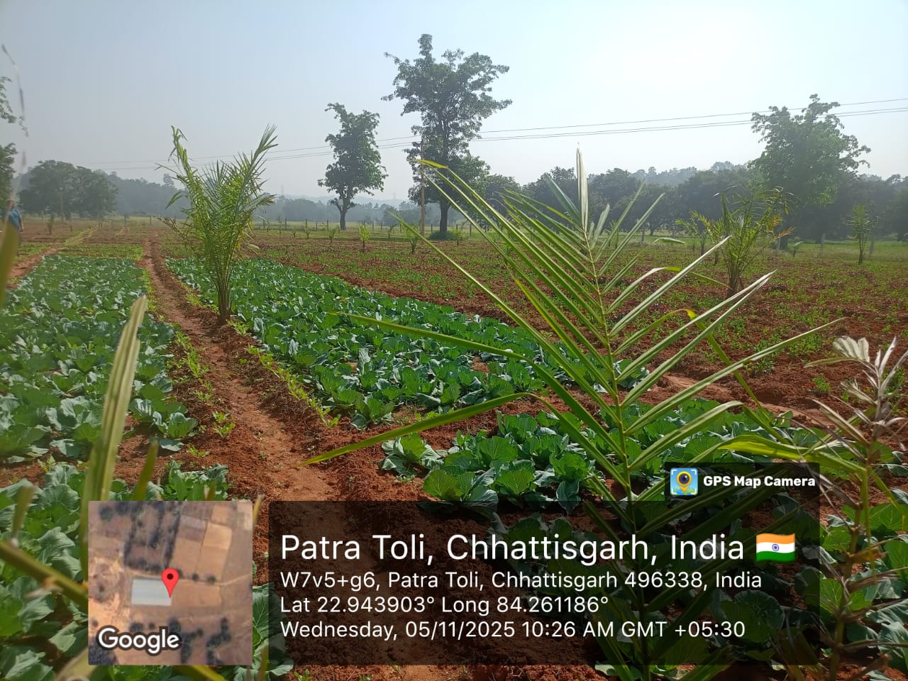 ऑयल पाम रोपण