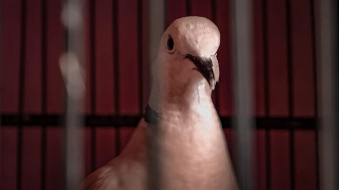 जम्मू के अखनूर सेक्टर के एक अग्रिम गांव से पकड़ा गया एक संदिग्ध कबूतर