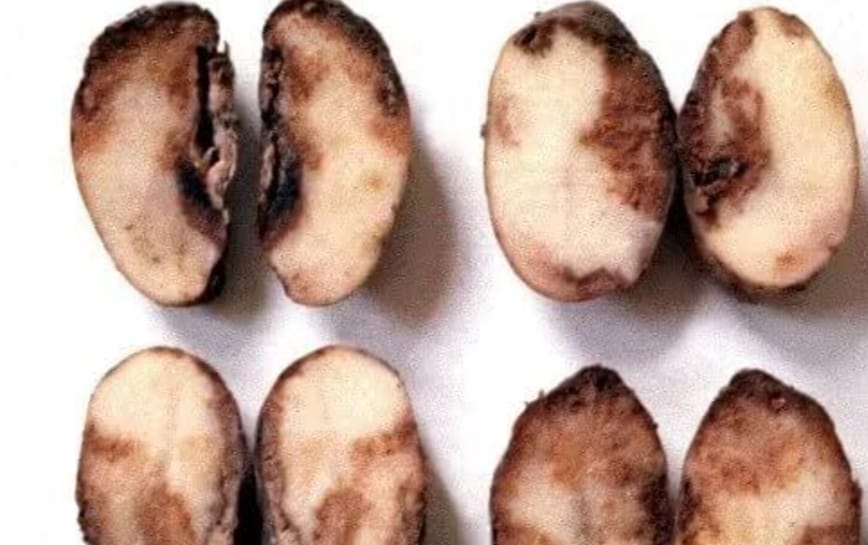 आलू फसल में झुलसा रोग लगने की संभावना, वैज्ञानिकों ने जारी की एडवाइजरी
