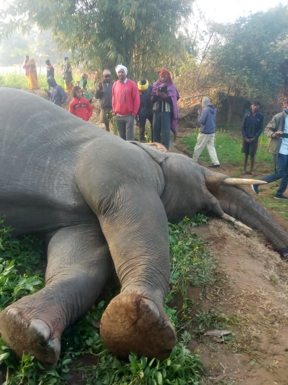 मृत हाथी