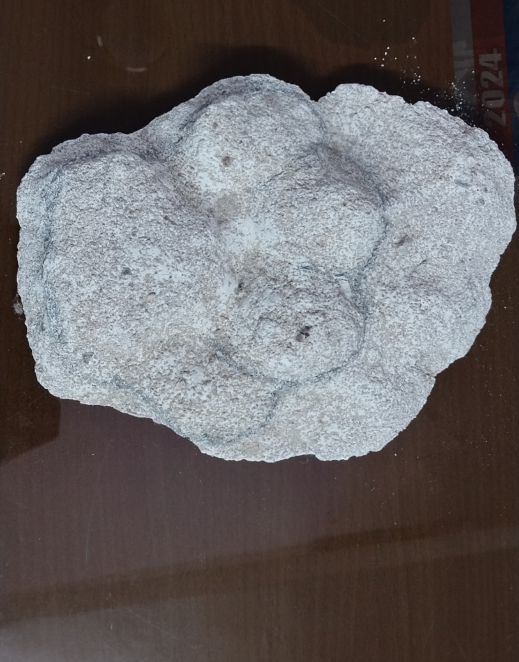 वन मंडल धमतरी द्वारा संकलित बाघ के पद चिन्ह का नमूना।