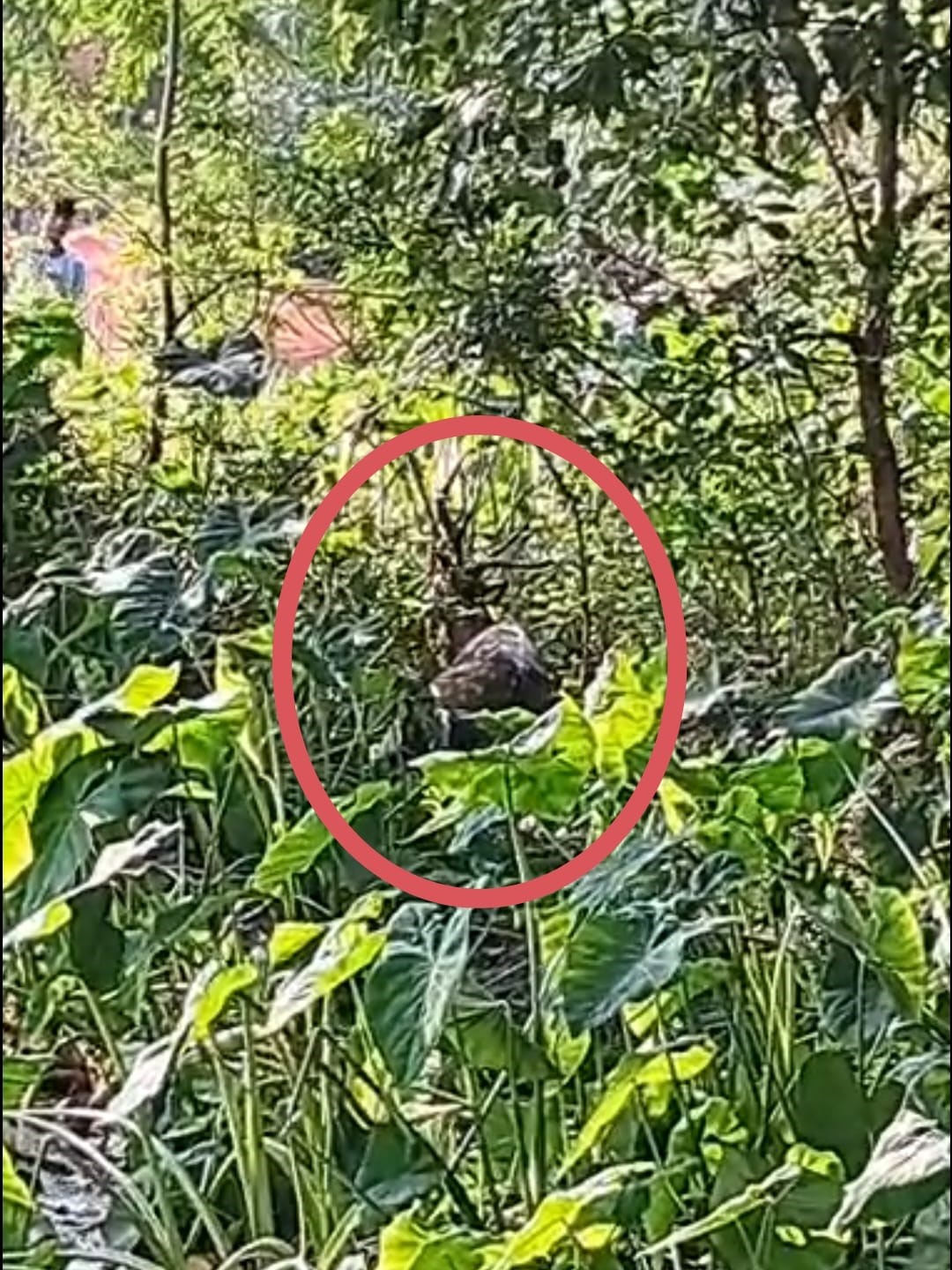 गंगरेल व मरादेव के पास घायल चीतल लाल घेरे में।