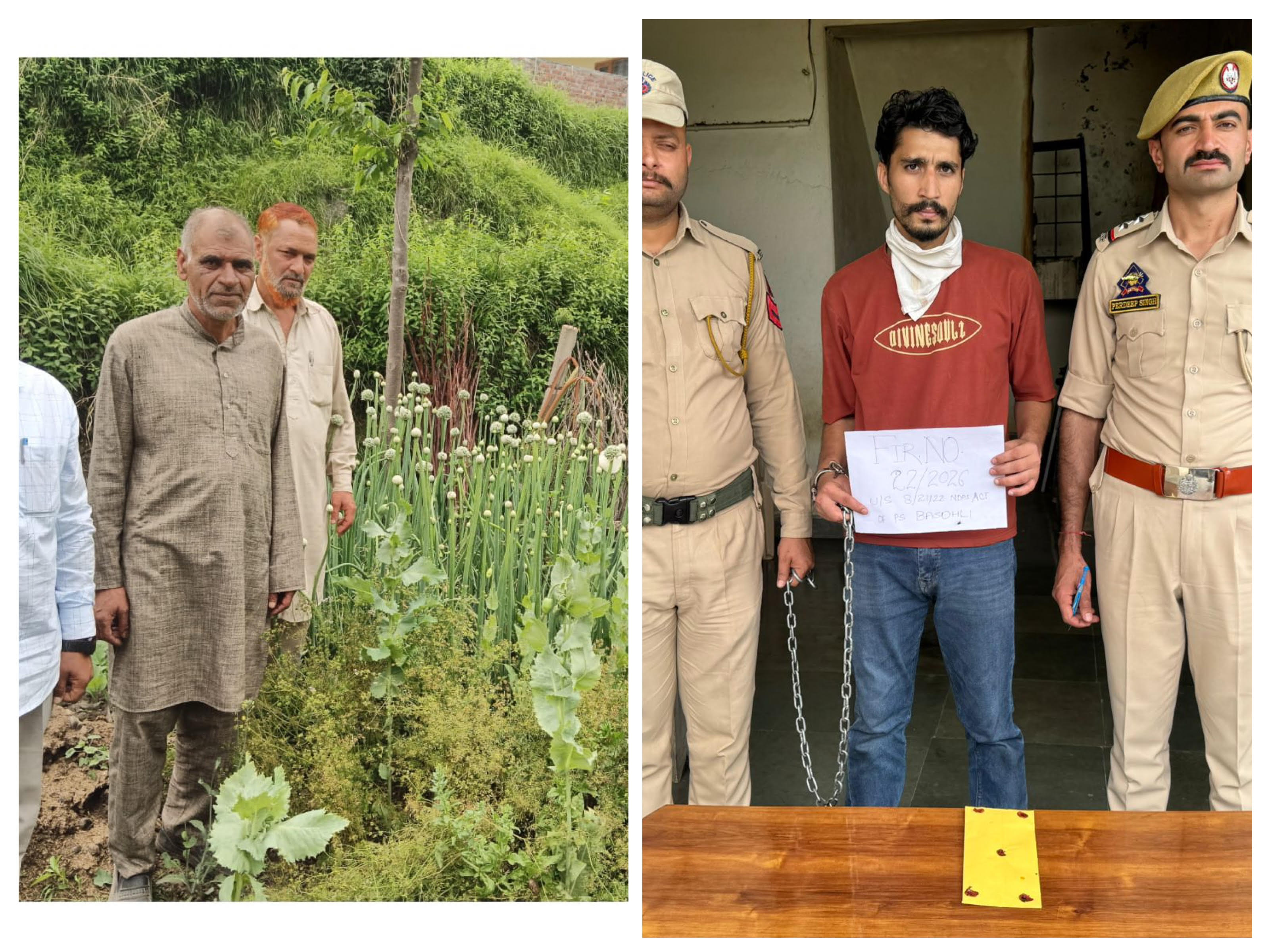 Smuggler arrested with heroin, 115 opium plants destroyed