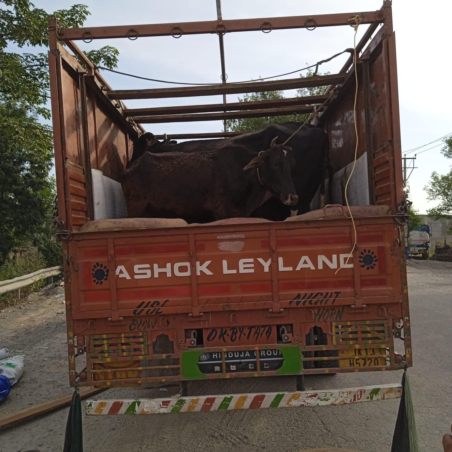 Major police action in Lakhanpur - 30 cattle rescued