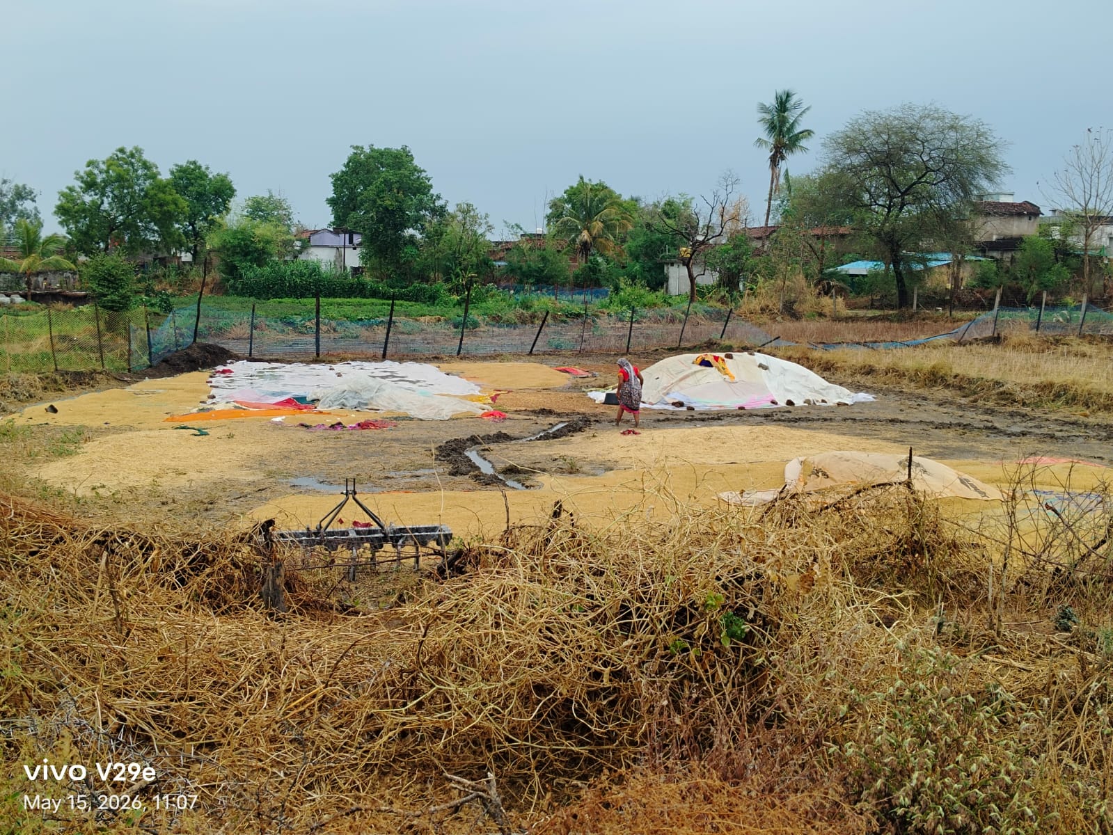 बेमौसम बारिश से ग्राम डाही के खेत में रखा धान भीग गया।