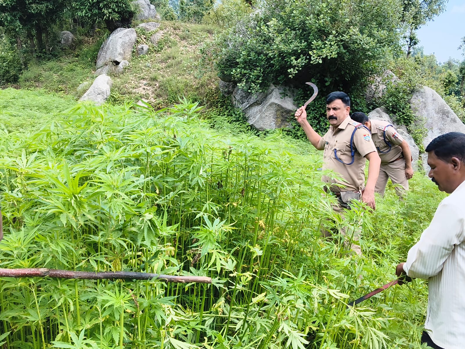 चम्पावत के पाटी क्षेत्र में अवैध भांग की खेती को नष्ट करती पुलिस एवं विभागीय संयुक्त टीम।