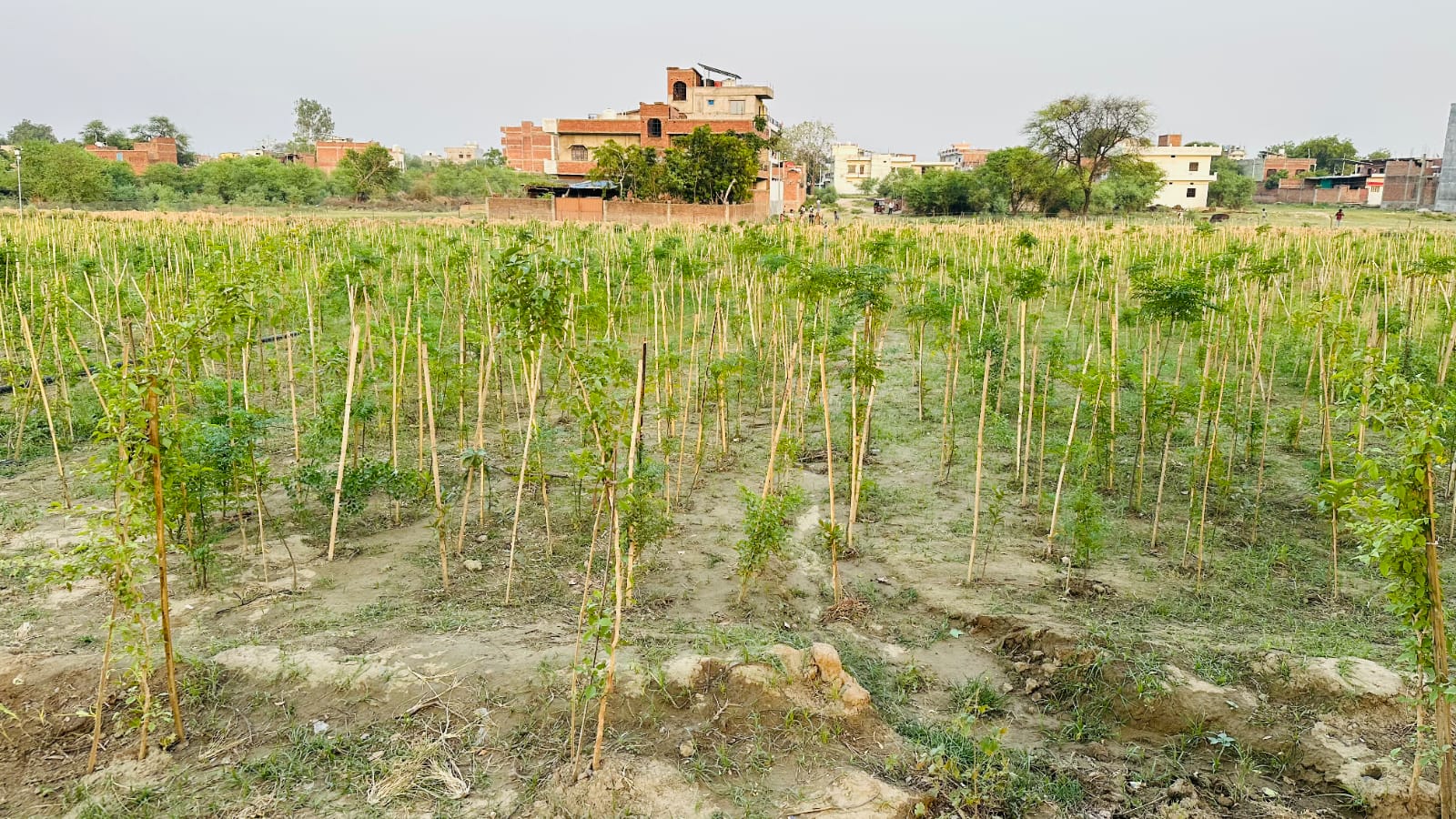 डोमरी सूजाबाद महावन में महापौर व पार्षदों की टोली