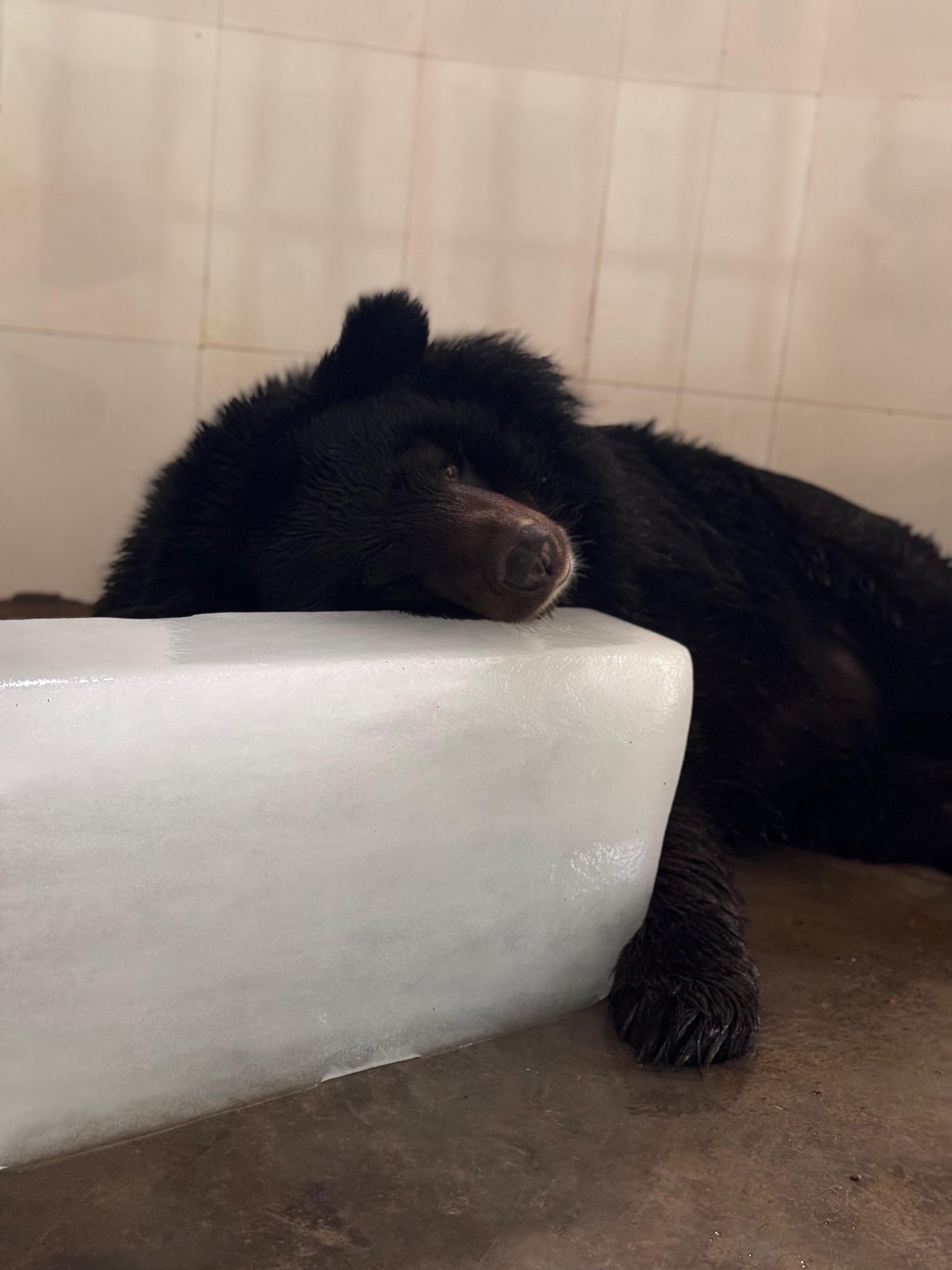 Bear lying on Ice