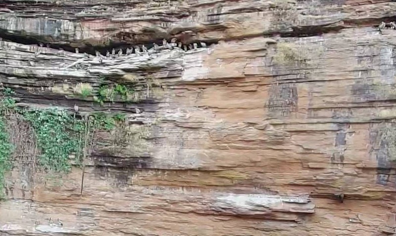 जनसम्पर्क विभाग द्वारा उपलब्ध कराई गई गिद्ध गणना की तस्वीर