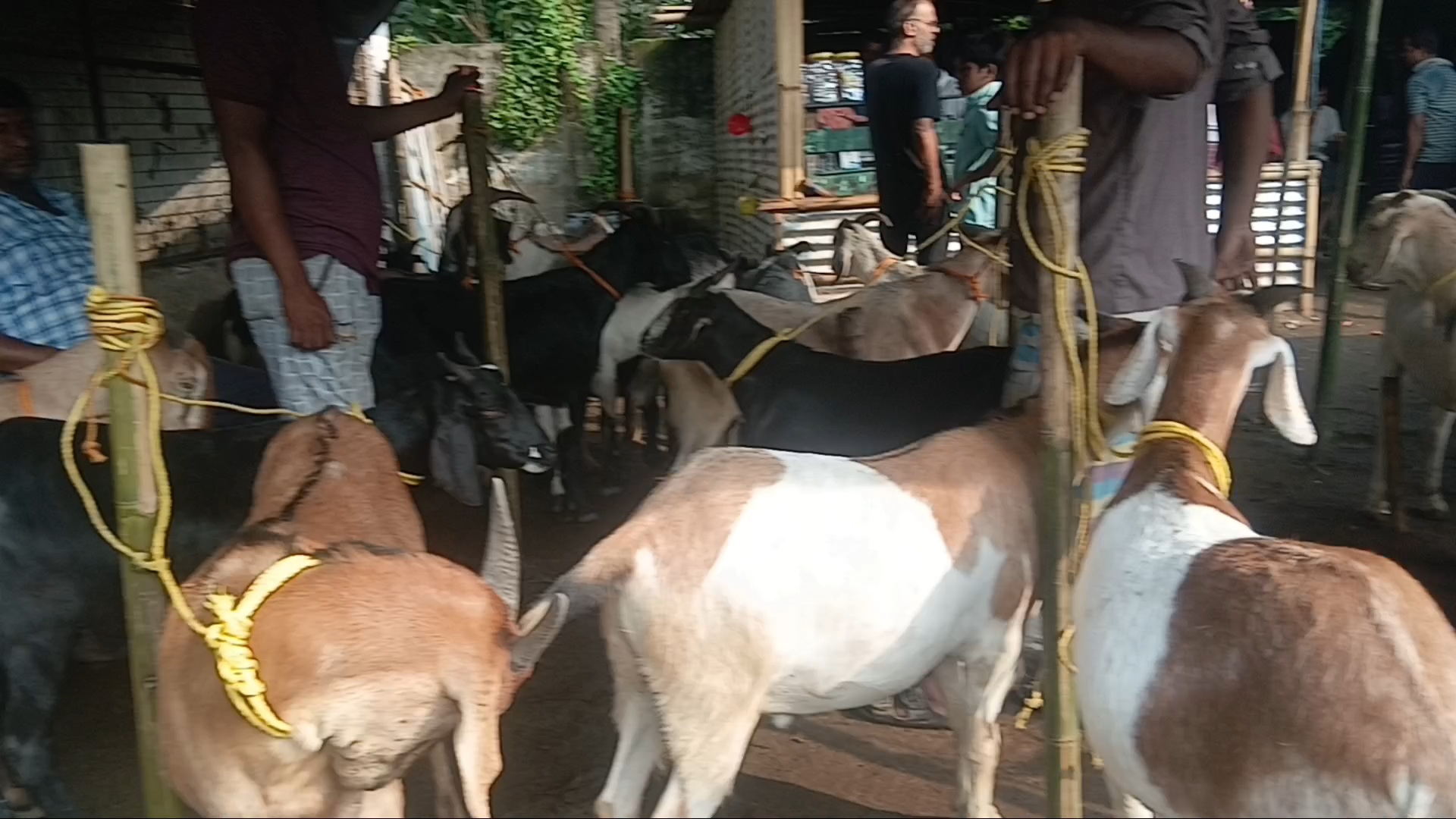 असम के बकरी बाजार में दिखा मूल्य वृद्धि का असर