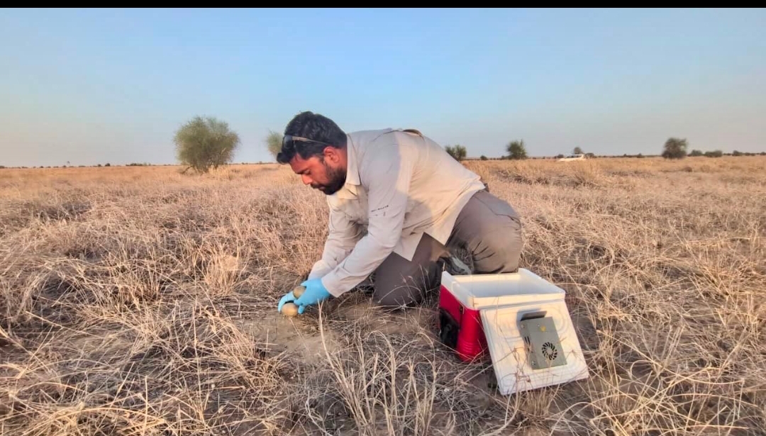 ग्रेट इंडियन बस्टर्ड संरक्षण परियोजना ग्रेट इंडियन बस्टर्ड संरक्षण परियोजना