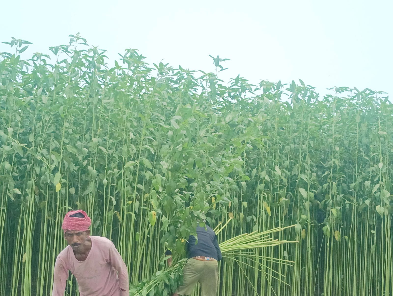 अररिया फोटो: जूट की कटाई करते किसान