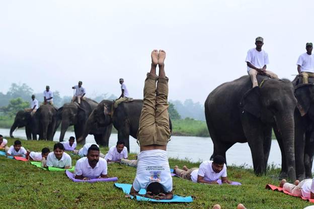 योग दिवस के मौके पर हाथियों के बीच योग करते लोग