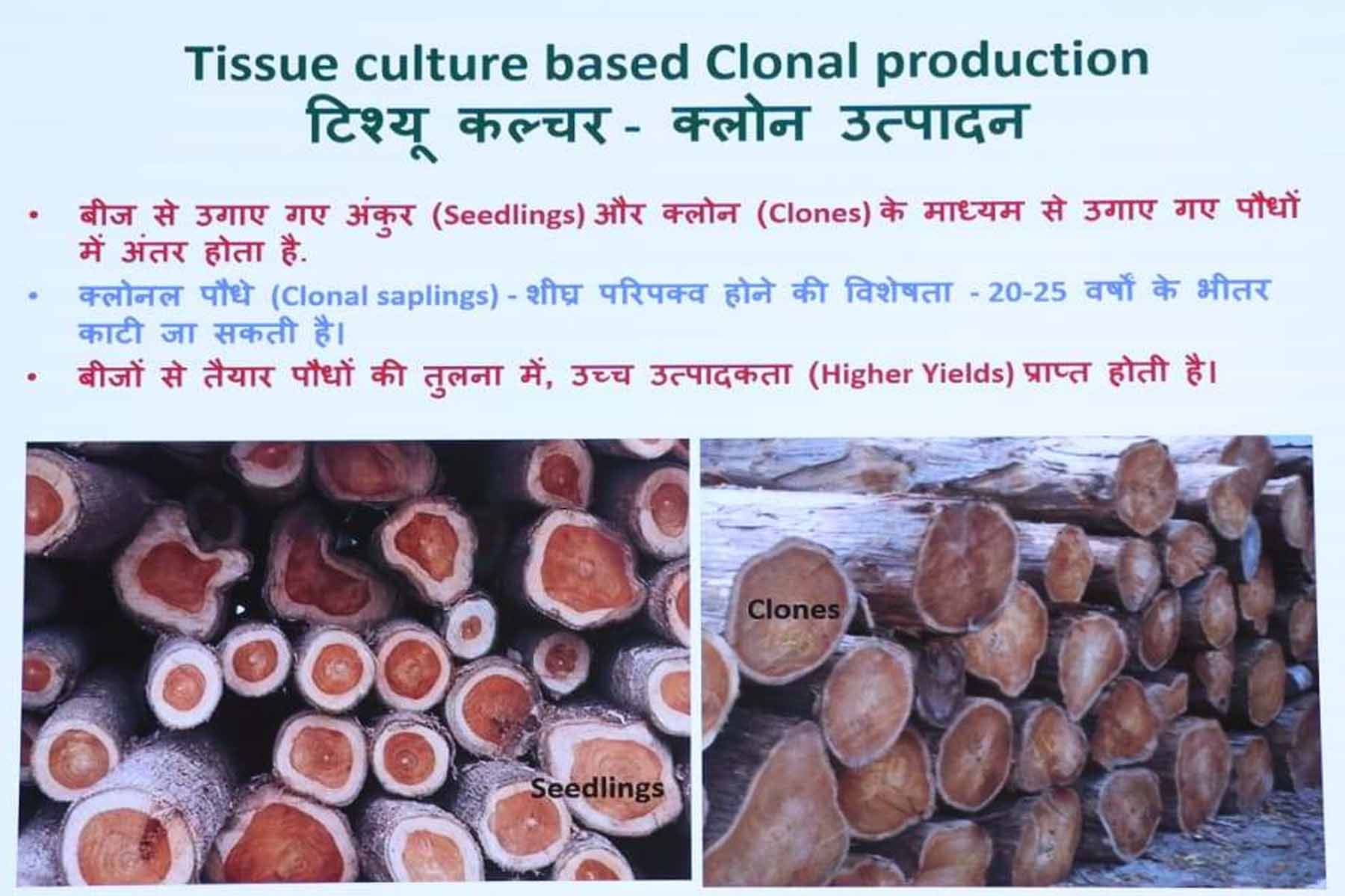 टिश्यू कल्चर क्लाेन उत्पादन