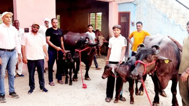 फज्जुपुर नीमका गांव में दुग्ध प्रतियोगिता में अव्वल आने वाली दो भैंस।