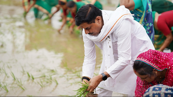 मुख्यमंत्री ने खेत में उतरकर रोपा धान मुख्यमंत्री ने खेत में उतरकर रोपा धान