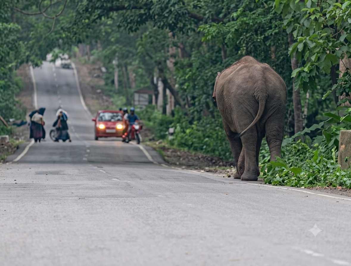 हाईवे पर निकले हाथी के कारण रुके हुए लोग