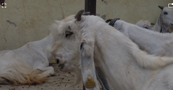 डॉक्टर डी के मिश्रा (संयुक्त निदेशक, भदावरी भैंस एवं जमुनापारी बकरी प्रजनन केंद्र इटावा ) डॉक्टर डी के मिश्रा (संयुक्त निदेशक, भदावरी भैंस एवं जमुनापारी बकरी प्रजनन केंद्र इटावा )
