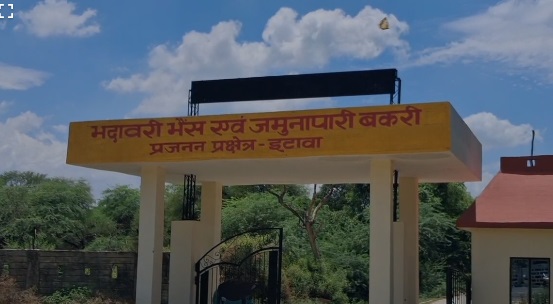 भदावरी भैंस एवं जमुनापारी बकरी प्रजनन केंद्र इटावा भदावरी भैंस एवं जमुनापारी बकरी प्रजनन केंद्र इटावा