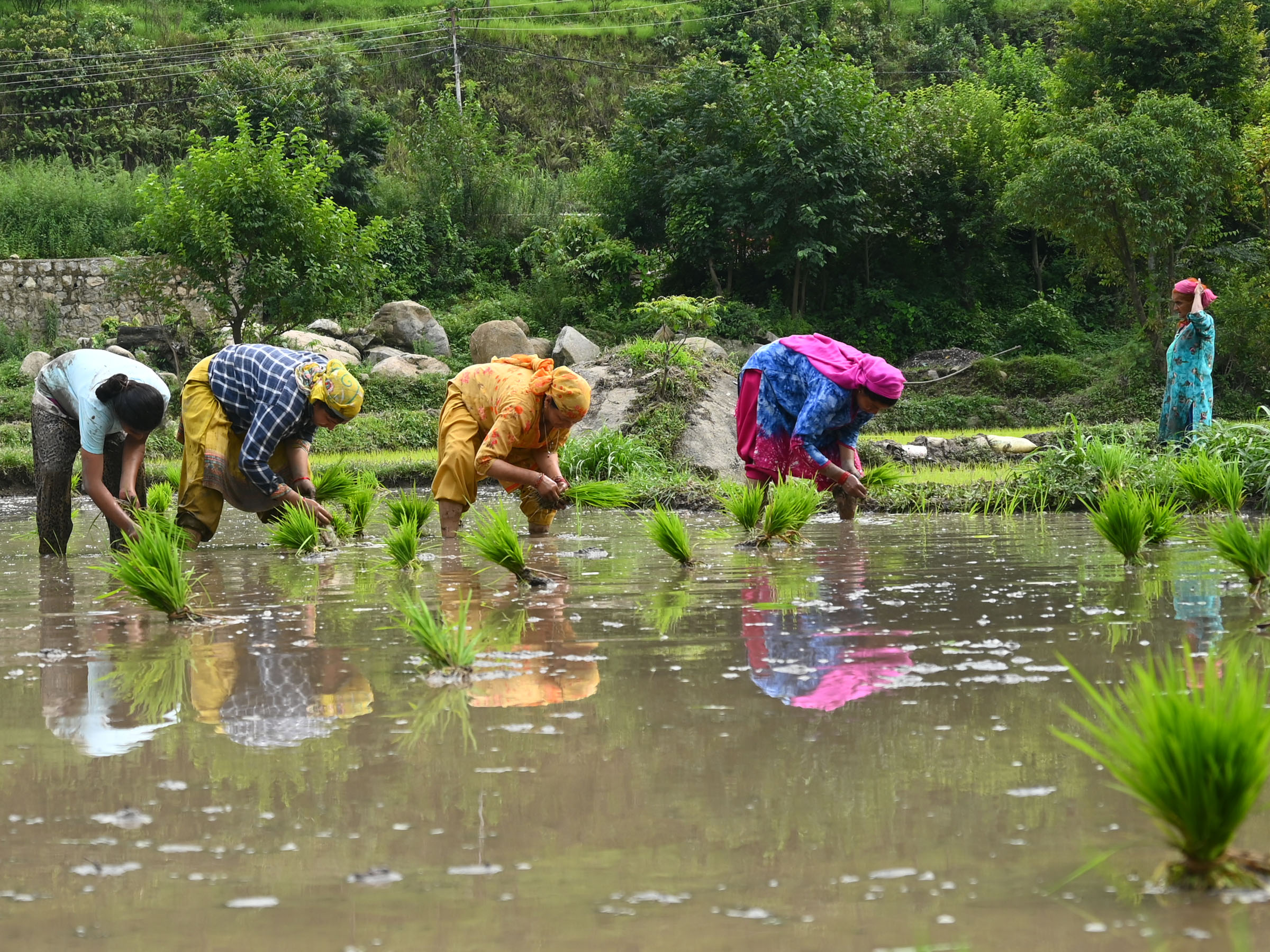 धान राेपती महिलाएं