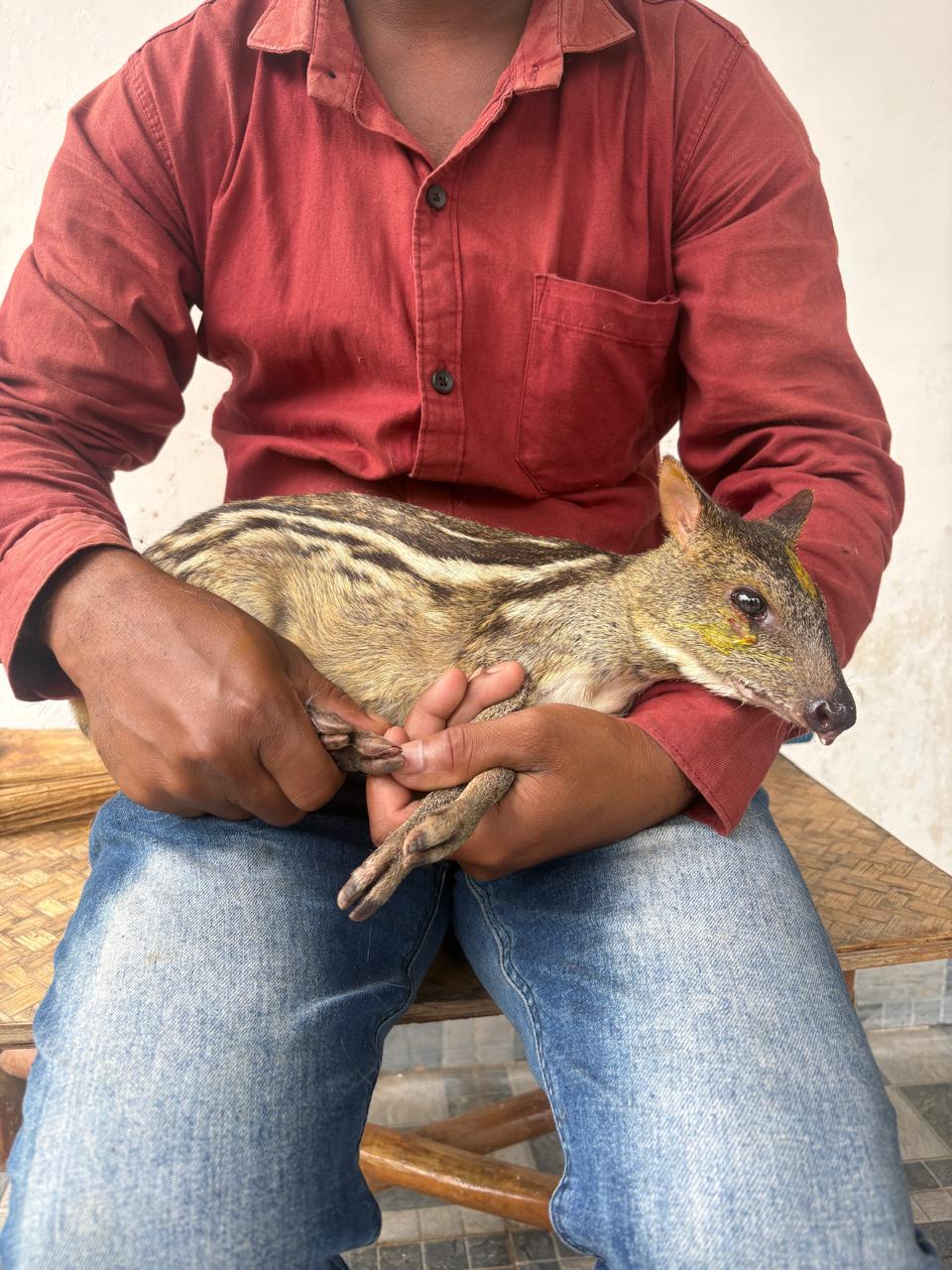 माउस डियर